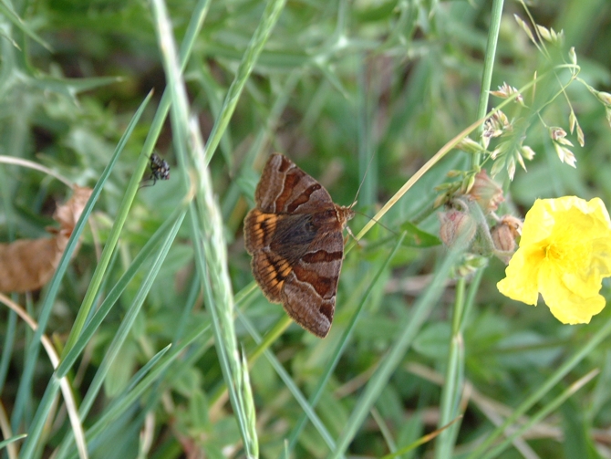 Euclidia glyphica